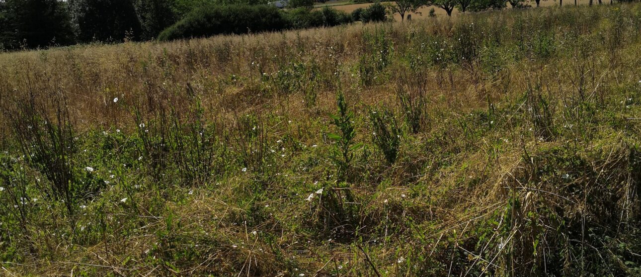 Terrain constructible Périgueux (Dordogne 24)