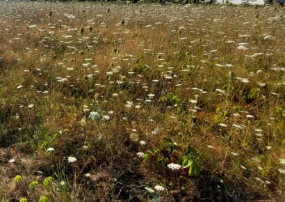 Terrain constructible Saint-pierre-d'eyraud  (Dordogne 24)